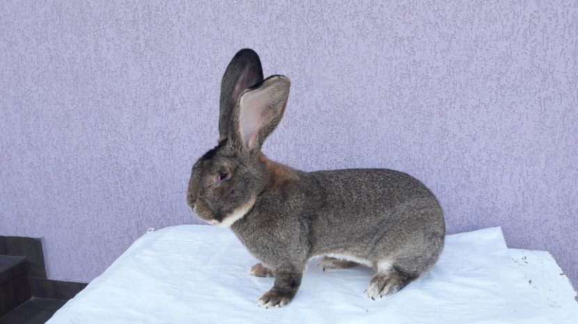  - Mascul de vanzare 2 ugg