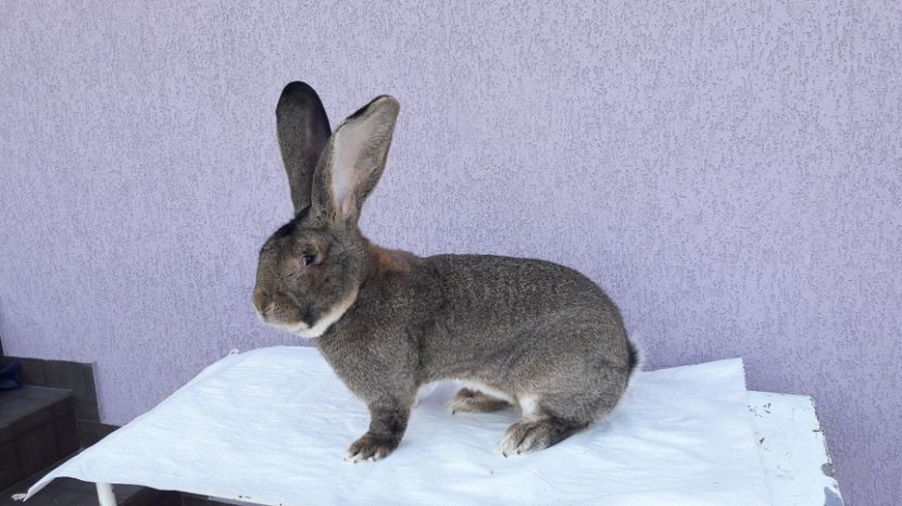  - Mascul de vanzare 2 ugg