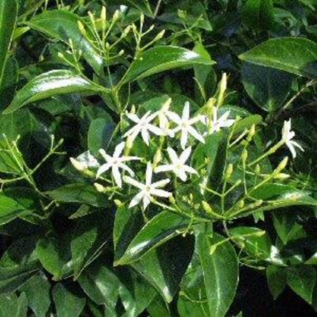 Jasminum_lerattii - Jasmin leratti