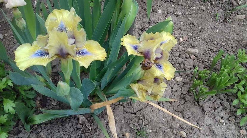  - irisi 8 ron rizomul