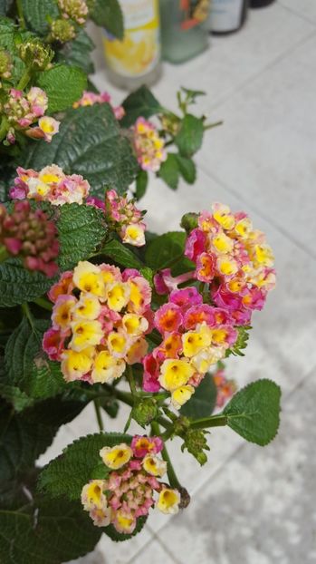  - lantana camara 2017