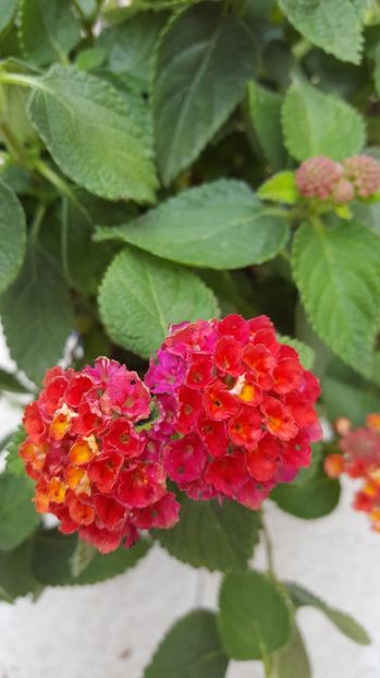  - lantana camara 2017