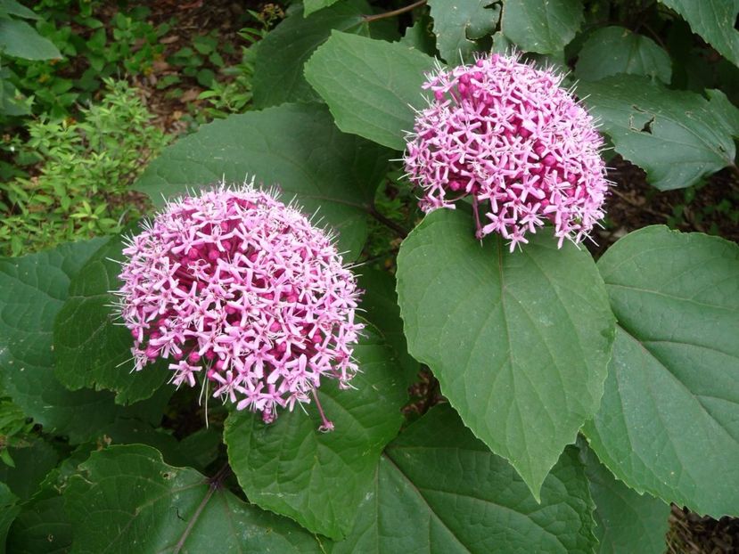 P1160777 - Clerodendrum bungei