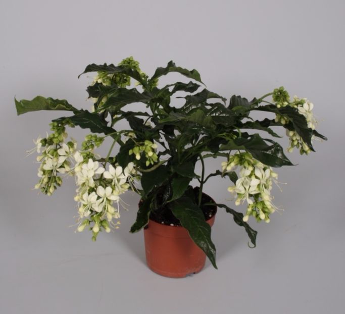 clero-13cm-640-583 - Clerodendrum prospero