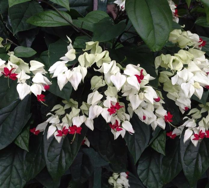 BleHeV75_thumbnail - Clerodendrum thomsoniae