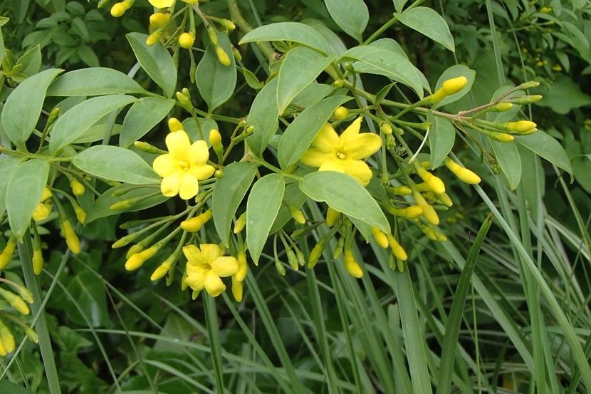 jasminum_humile_revolutum - Jasmin humile