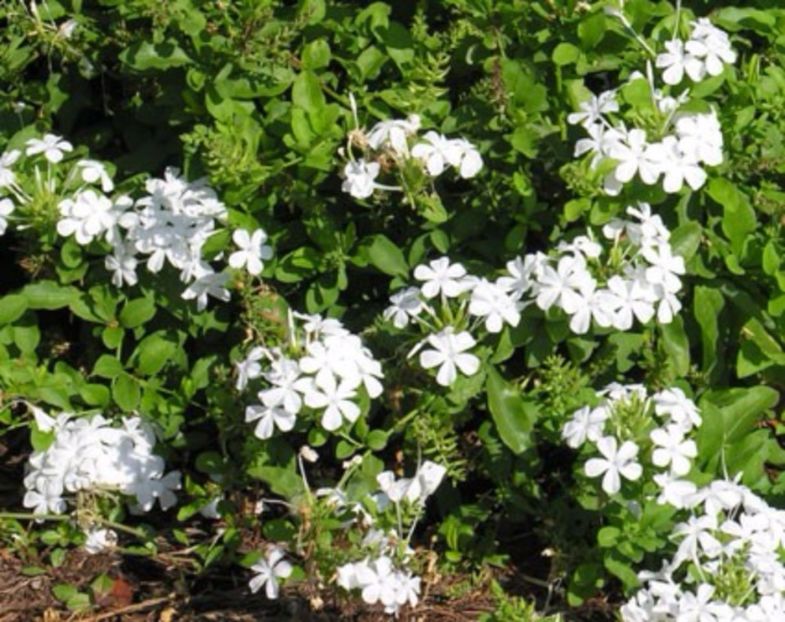 Plumbago_white1-max-500 - Plumbago auriculata alb