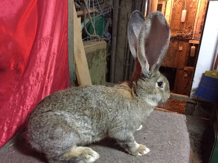 Din 07.01.2017 - TINERET 2017