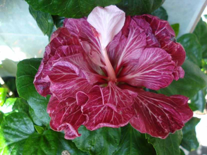  - Hibiscus Tahitian Dragon Lair