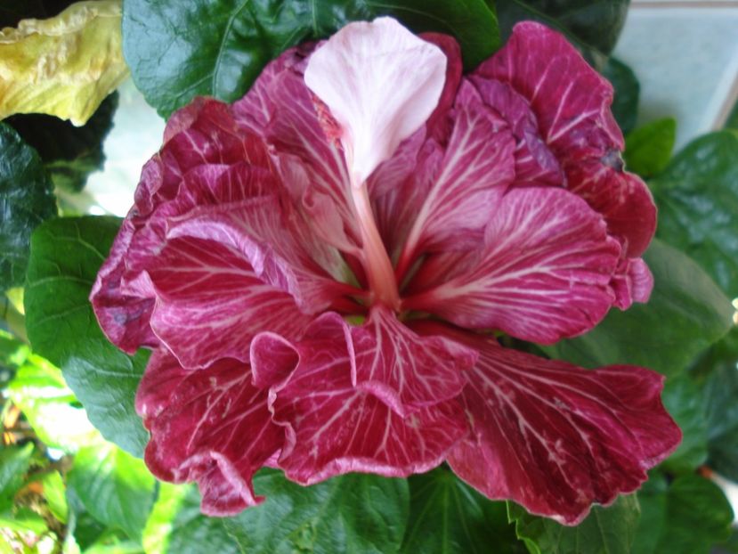  - Hibiscus Tahitian Dragon Lair