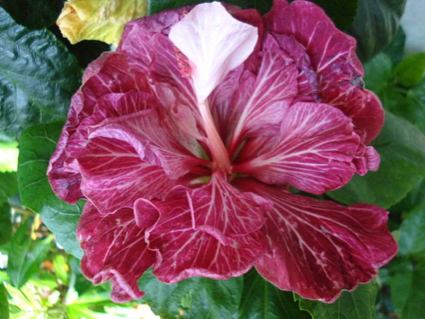  - Hibiscus Tahitian Dragon Lair