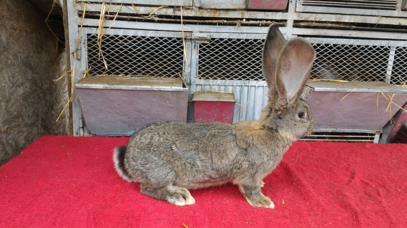 M - RO 8 1744 - Tineret 2017