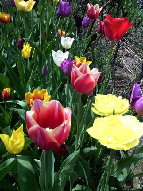  - 01-Flori din curtea mea 2017