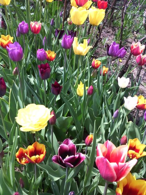  - 01-Flori din curtea mea 2017