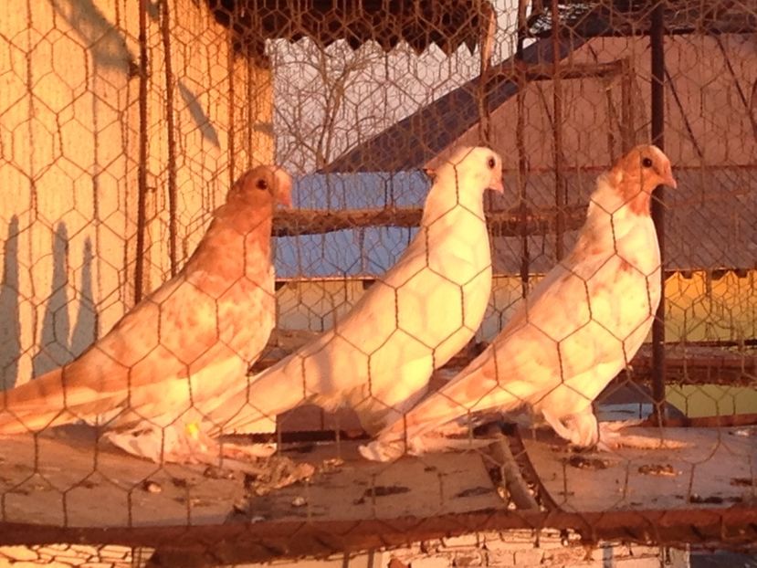 Ne-am făcut mari - Pui 2017