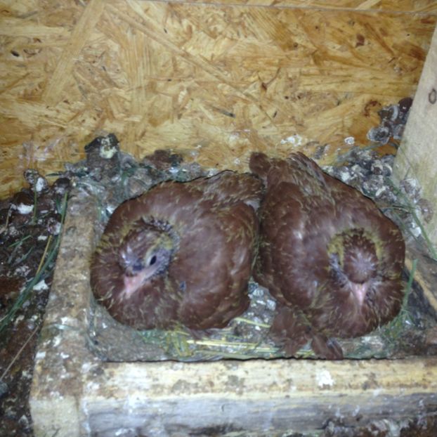 Primii roșii - Pui 2017