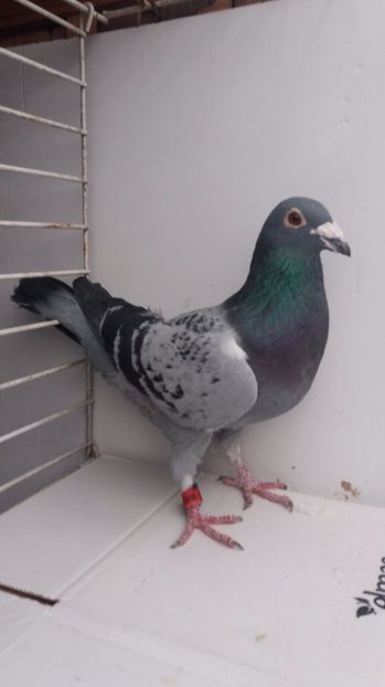 M 2010 6 cl vandut - De! voiajori vanduti