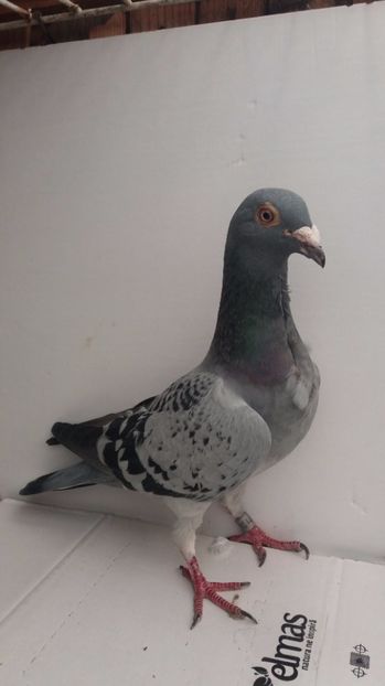 F 2015 vanduta - De! voiajori vanduti