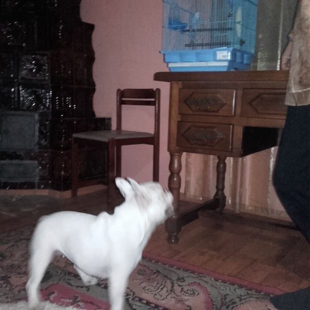 Kimi si Coco... - BULLDOG FRANCEZ