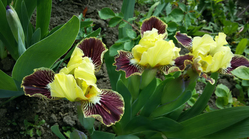 tmp_6580-20170425_112114-1415651871 - irisi 2017