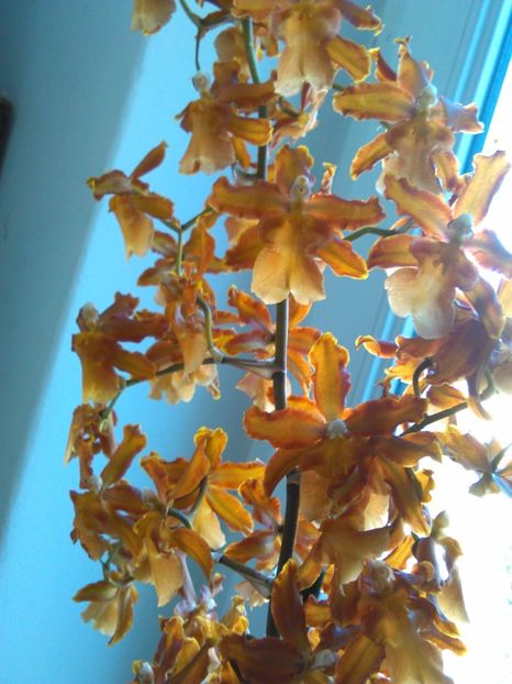  - Orhidee parfumata Cambria