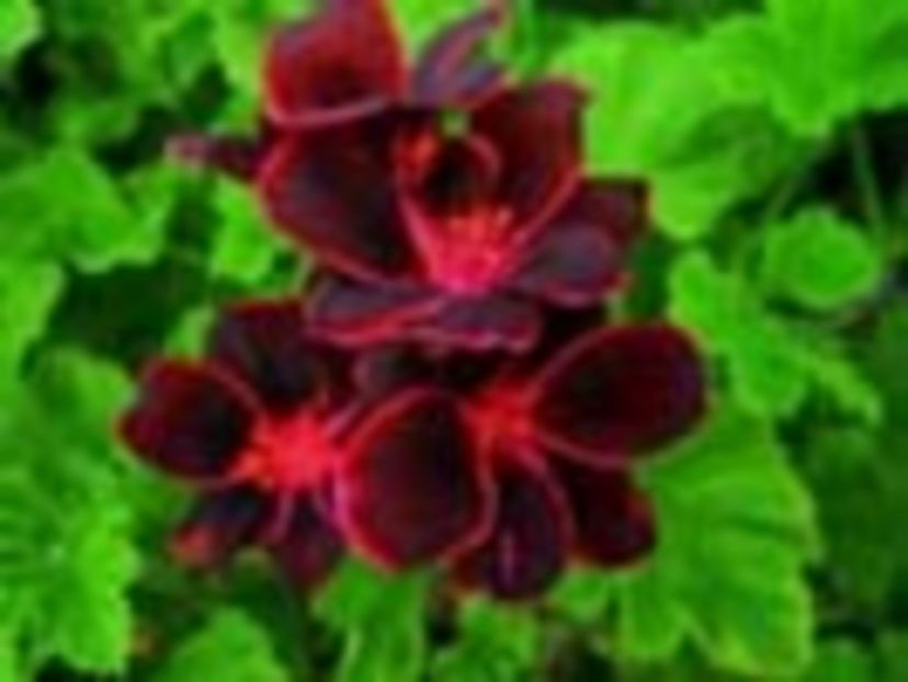 PELA LORD BUTE - provizoriu