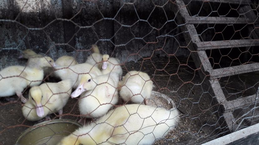 prima zi afara - 5 Rate MULARD