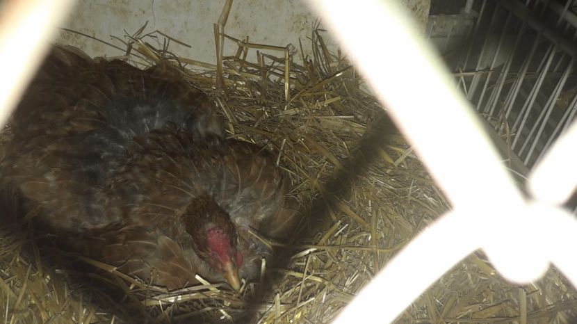 mama surogat cuib 1 - 2 Cuiburi cu oua de  gasca Africana