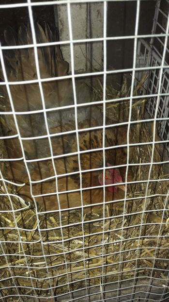 cuib nr 3, din 25.04.17 - 2 Cuiburi cu oua de  gasca Africana