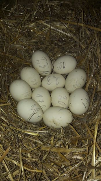 la primul - 2 Cuiburi cu oua de  gasca Africana
