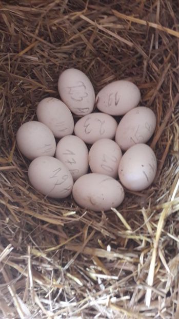 miraj - 2 Cuiburi cu oua de  gasca Africana