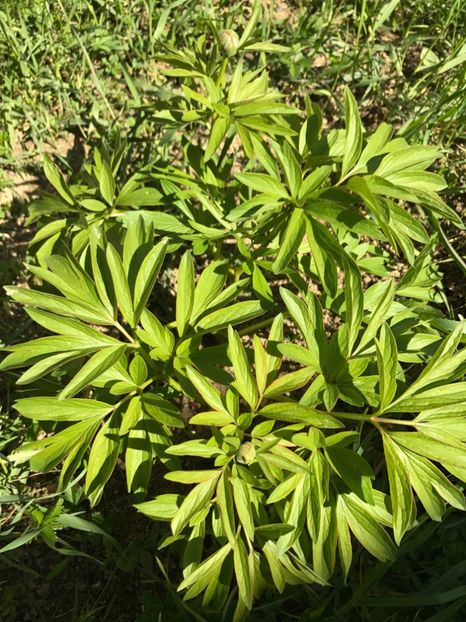 Bujor rosu - Gradina 2017