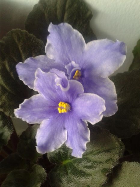 25 apr - AA VIOLETE de COLECTIE