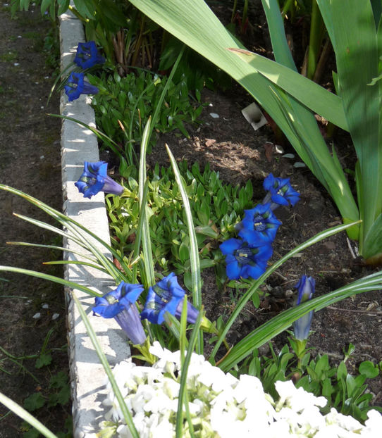 P2070547 - 2017 - 01 - Primavara