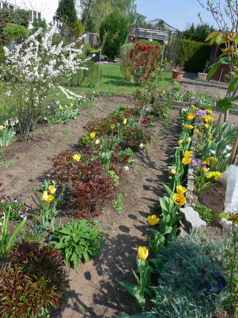 P2070511 - 2017 - 01 - Primavara