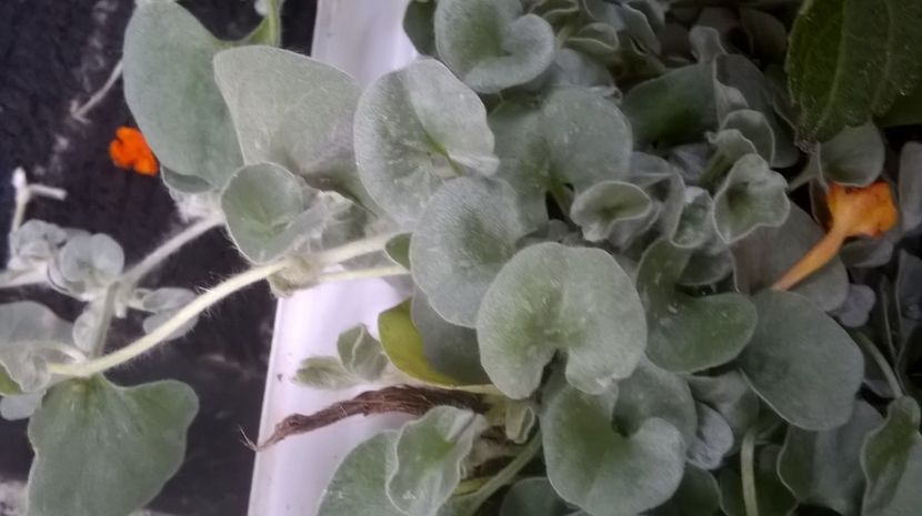  - Aaa achizitii 2017