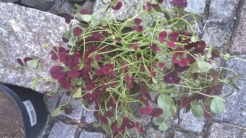  - Aaa achizitii 2017