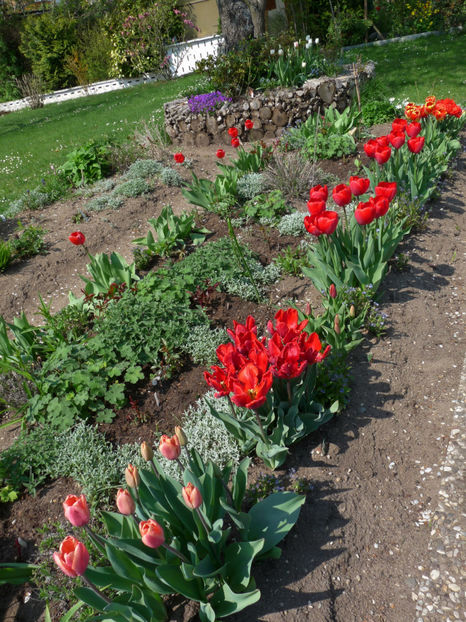 P2070520 - 2017 - 01 - Primavara