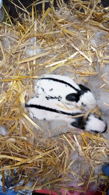  - BBBBB Cuibul 2-15-3