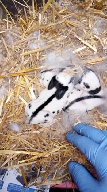  - BBBBB Cuibul 2-15-3