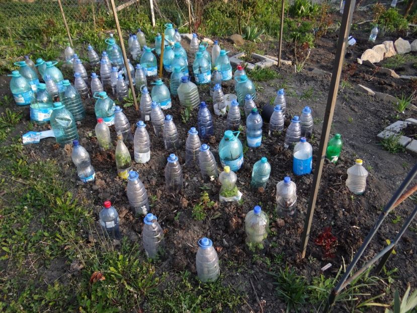 tinerele sperante :) - Mon Jardin prinde contur