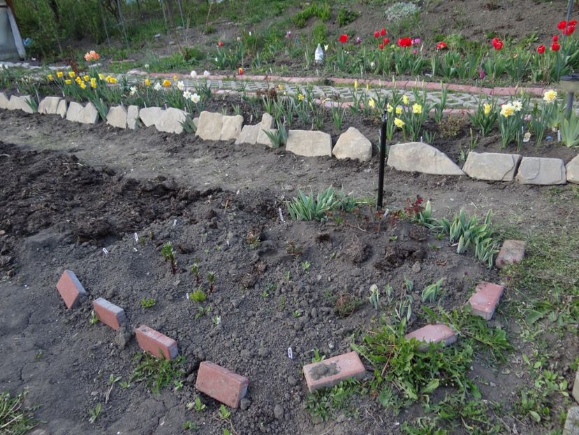 in curs de amenajare :) - Mon Jardin prinde contur