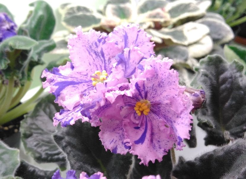 RS Zabiyaka - RS Zabiyaka