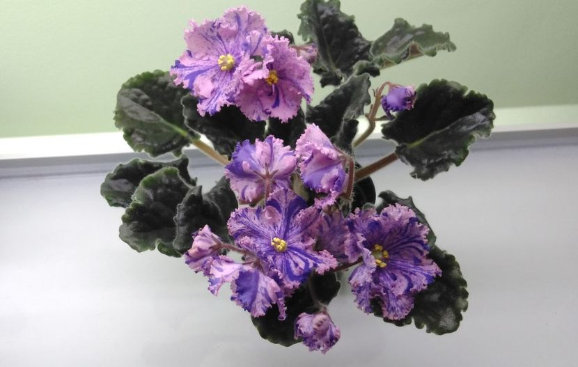 RS Zabiyaka - RS Zabiyaka