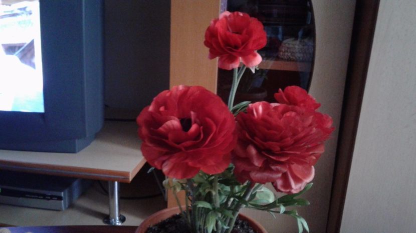 Ce  floare  este  floarea mea? - Campanula Carpatica