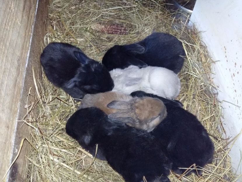 Au rămas 6 - Cuib 09-04-2017