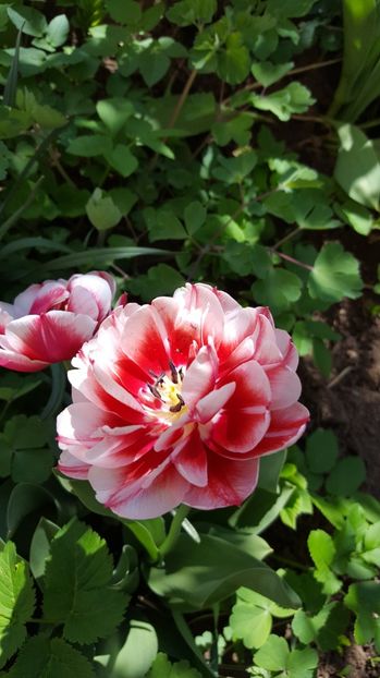  - Lalele zambile narcise