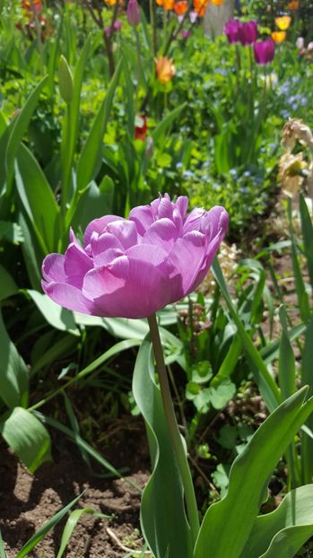  - Lalele zambile narcise