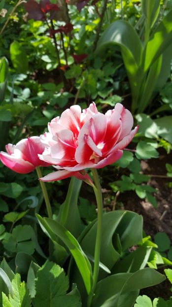  - Lalele zambile narcise