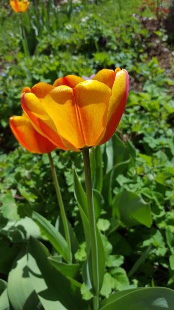  - Lalele zambile narcise